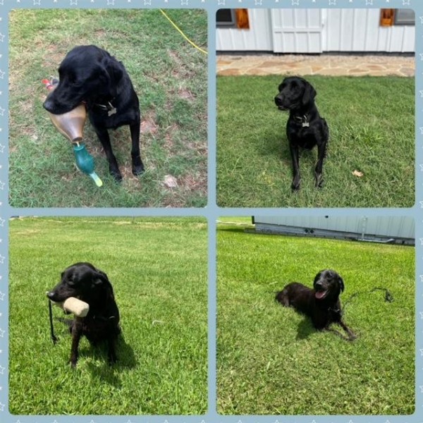 British Labrador For Sale Workingman Gundogs