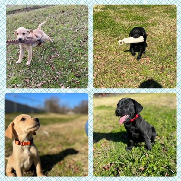 British Labrador For Sale Workingman Gundogs