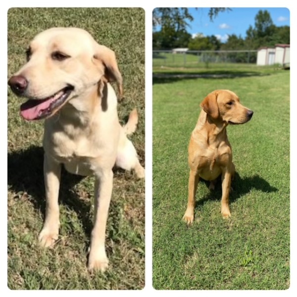 British Labrador For Sale Workingman Gundogs